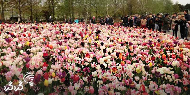 جشنواره گل در هلند